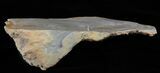 Devonian Stromatolite Slice - Orkney, Scotland #61085-2